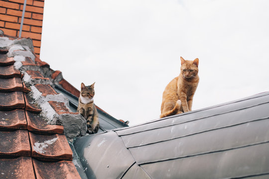 Cats sitting on a roof