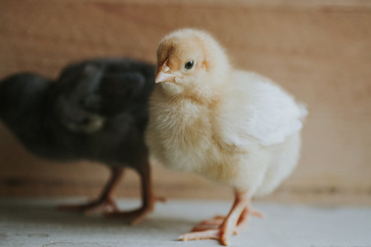 Baby chicks