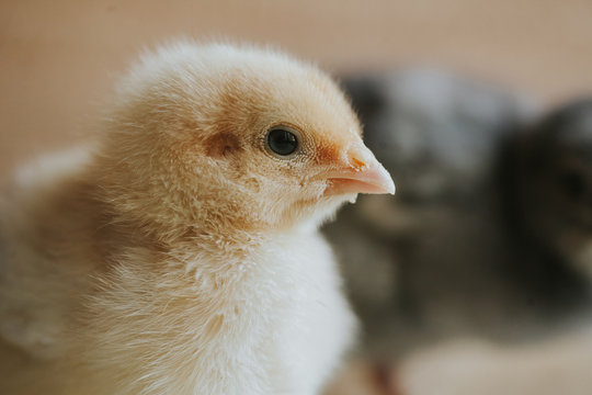 Baby chicks