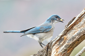 Mexican Jay with Acorn