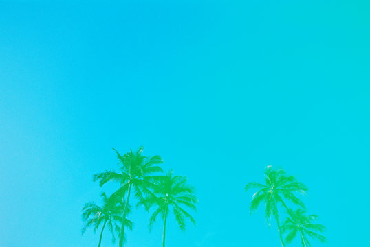 aqua palm trees