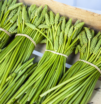 Wild Asparagus