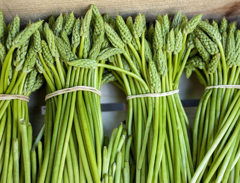 Wild Asparagus