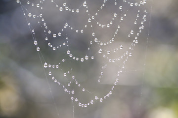 Dews on spidernet like pearls