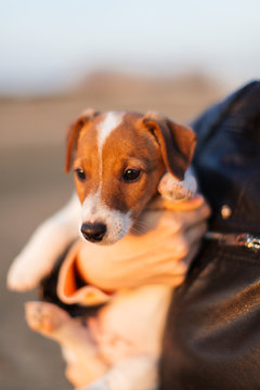 puppy jack russell looking to the sunset