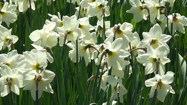 Field of jonquil flowers in Keukenhof park in Amsterdam