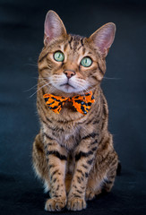 Halloween cat on black background