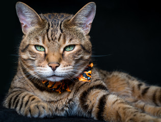 Halloween cat on black background
