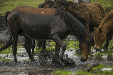 A herd of horses bathed in mud in spring on a nature background. Lies in a puddle.