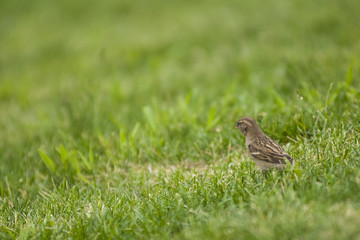 the sparrow is jumping on the green grass on the lawn.
