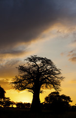 Baobab Tree At Sunrise