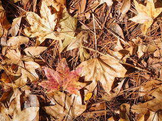 Dead leaves and pine needles on forest floor