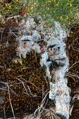 Old dried wood on a bed of moss and orangegrass in bloom
