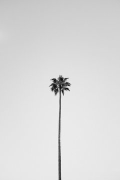 Los Angeles Palm Tree