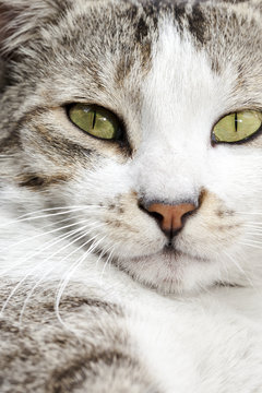 Portrait of a cat looking at the camera.