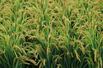 The autumn rice fields