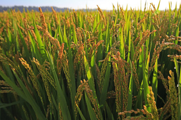 Fototapeta premium The autumn rice fields