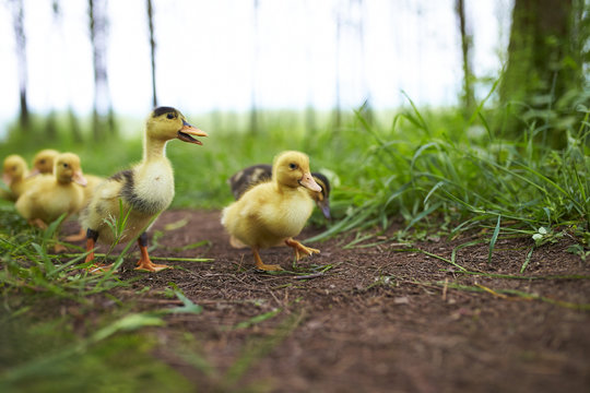 ducklings outdoor