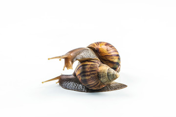 snails on white background  ,Can convey the love of young people or competition