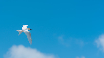     White tern, beautiful white bird of Polynesia, Tahiti, Gygis alba, peace symbol 
