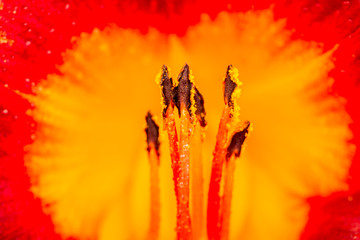 Pollen on stems of Lilly