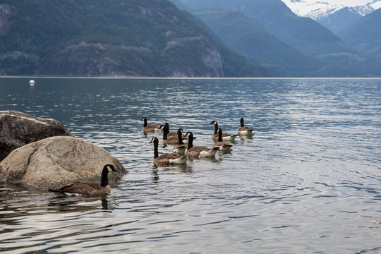 A pack of geese swimming away in the Ocean Inlet. Taken in Furry Creek, North of Vancouver, BC, Canada.