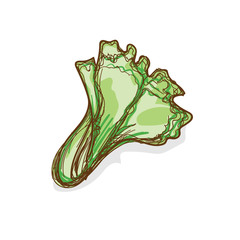 Vegetable Drawings photos, royalty-free images, graphics, vectors ...