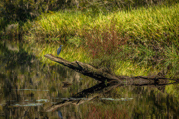 Blue Egret on log