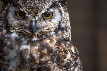 Isolated Eagle Owl staring the camera