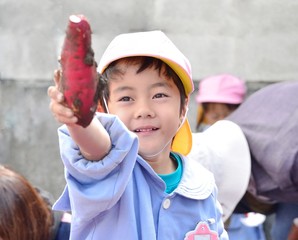 収穫の秋・芋ほりを楽しむ男の子