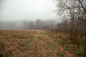 Obraz na płótnie Canvas Foggy morning field