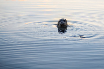 Fototapeta premium Foka pospolita wystawiająca głowę do wody. Zrobiono w Coal Harbour, Vancouver, Kolumbia Brytyjska, Kanada.