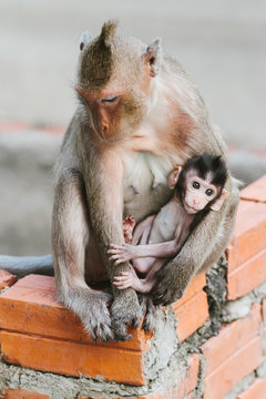 mother and baby monkey in Cambodia