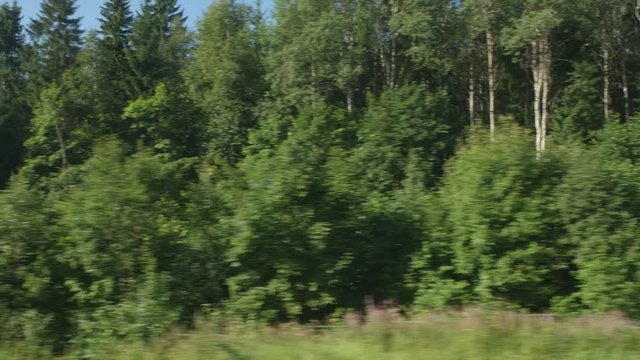POV: High-speed Train moves past a forest