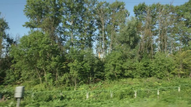 POV: High-speed Train moves past a row of trees