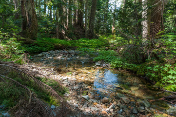 Fototapeta na wymiar Forest Reflections in a Mountain Stream