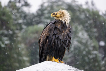 Big and old Eagle with an injured beak sitting on a rock covered in snow. Picture taken in Hornby Island, British Columbia, Canada.