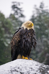 Big and old Eagle sitting on a rock covered in snow. Picture taken in Hornby Island, British Columbia, Canada.