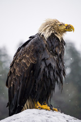 Big and old Eagle with an injured beak sitting on a rock covered in snow. Picture taken in Hornby Island, British Columbia, Canada.