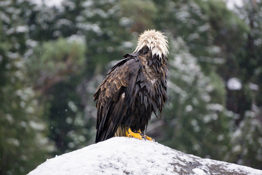 Big and old Eagle sitting on a rock covered in snow. Picture taken in Hornby Island, British Columbia, Canada.