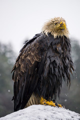 Big and old Eagle with an injured beak sitting on a rock covered in snow. Picture taken in Hornby Island, British Columbia, Canada.
