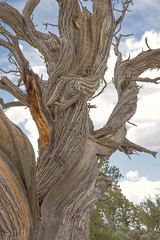 Fototapeta premium Twisted Juniper Tree