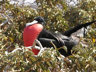frigate bird in Galapagos Islands, Ecuador