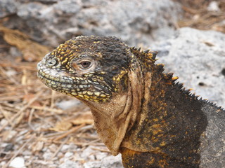 and iguana in Galapagos Islands, Ecuador