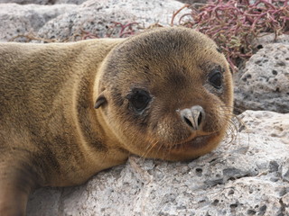 Fototapeta premium Baby sea lion in Galapagos Islands, Ecuador