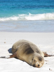 sleeping sea lion on the beach in Galapagos Islands, Ecuador