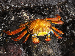 red crab in Galapagos Islands, Ecuador