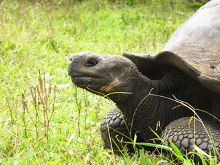 Obraz premium giant tortoise in Galapagos Islands, Ecuador