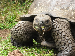 giant tortoise in Galapagos Islands, Ecuador