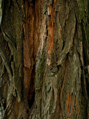 Structure of the bark of the tree. Wooden background. Close up texture of tree bark.